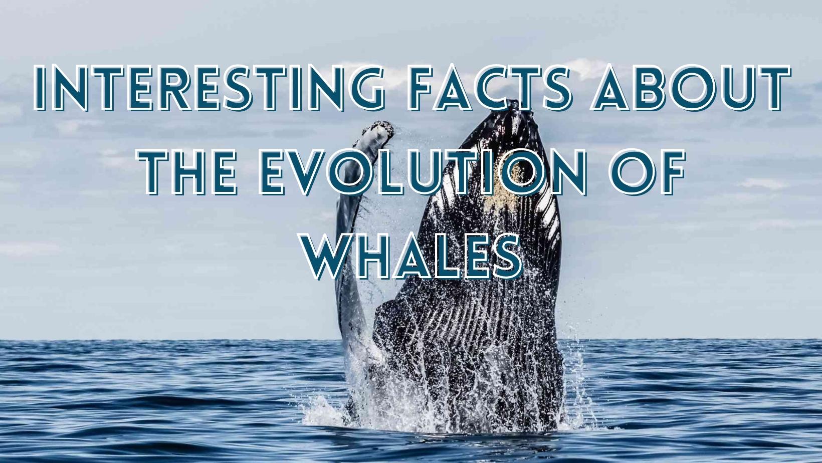 evolution of whales