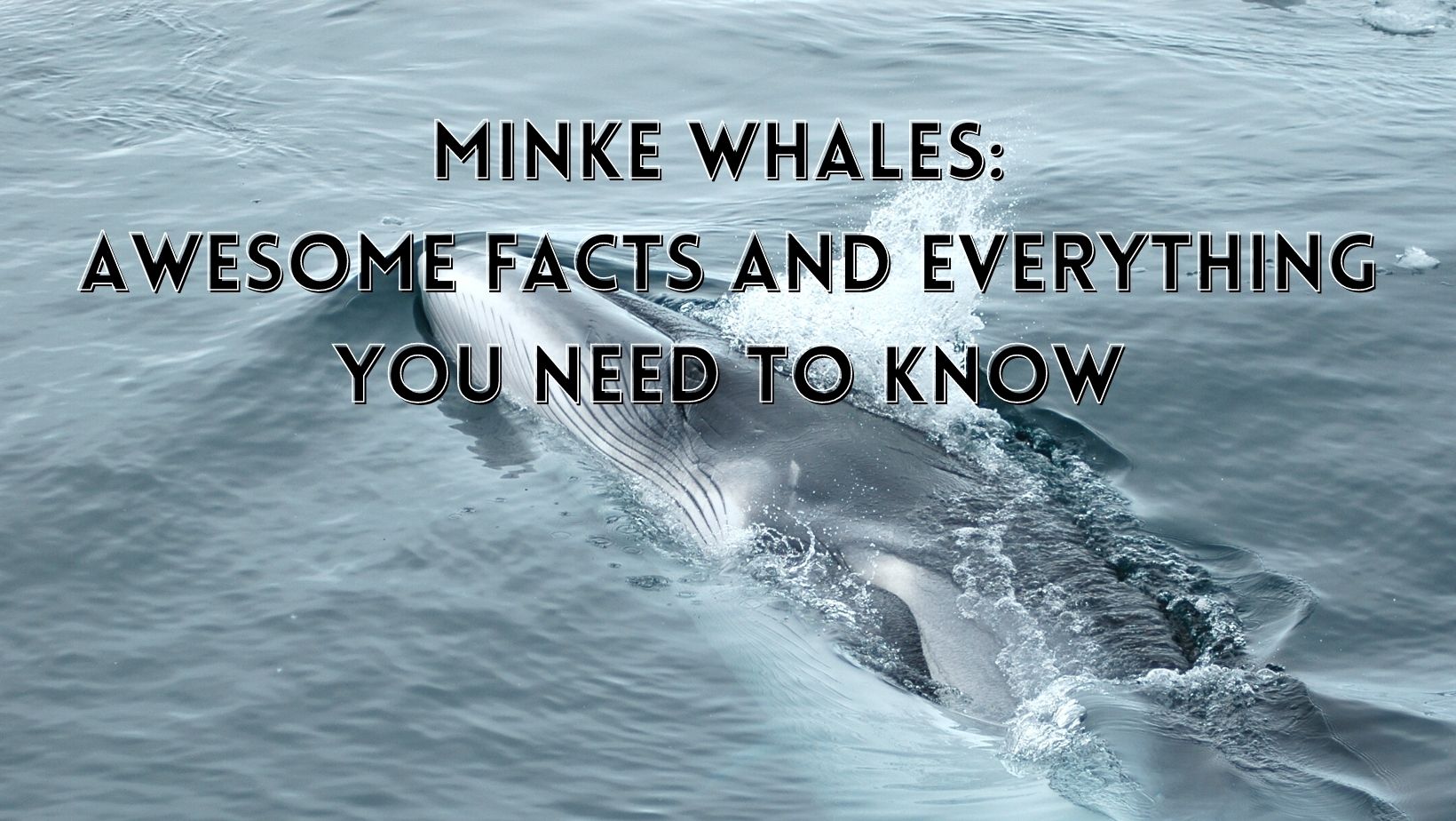 Facts about minke whales