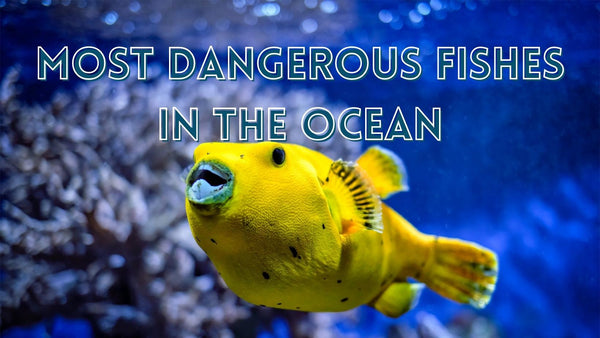 Most dangerous fishes in the ocean