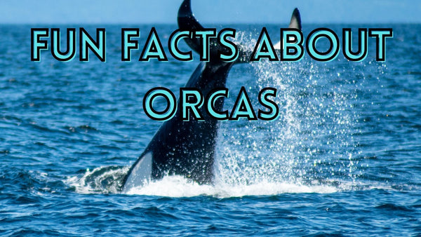 Fun facts about orcas