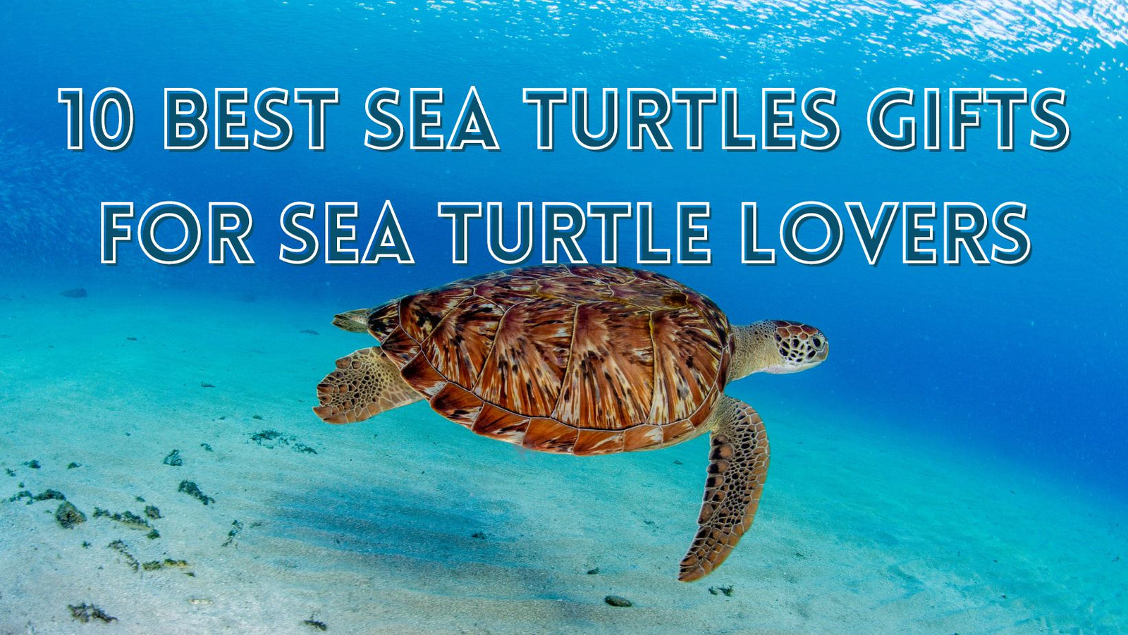 10 Best Sea Turtles Gifts for Sea Turtle Lovers