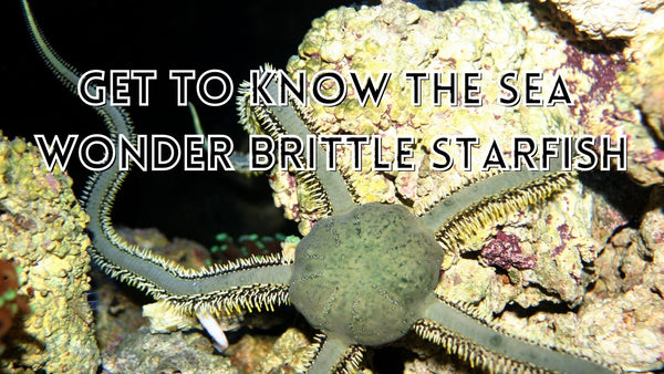 Brittle starfish interesting facts