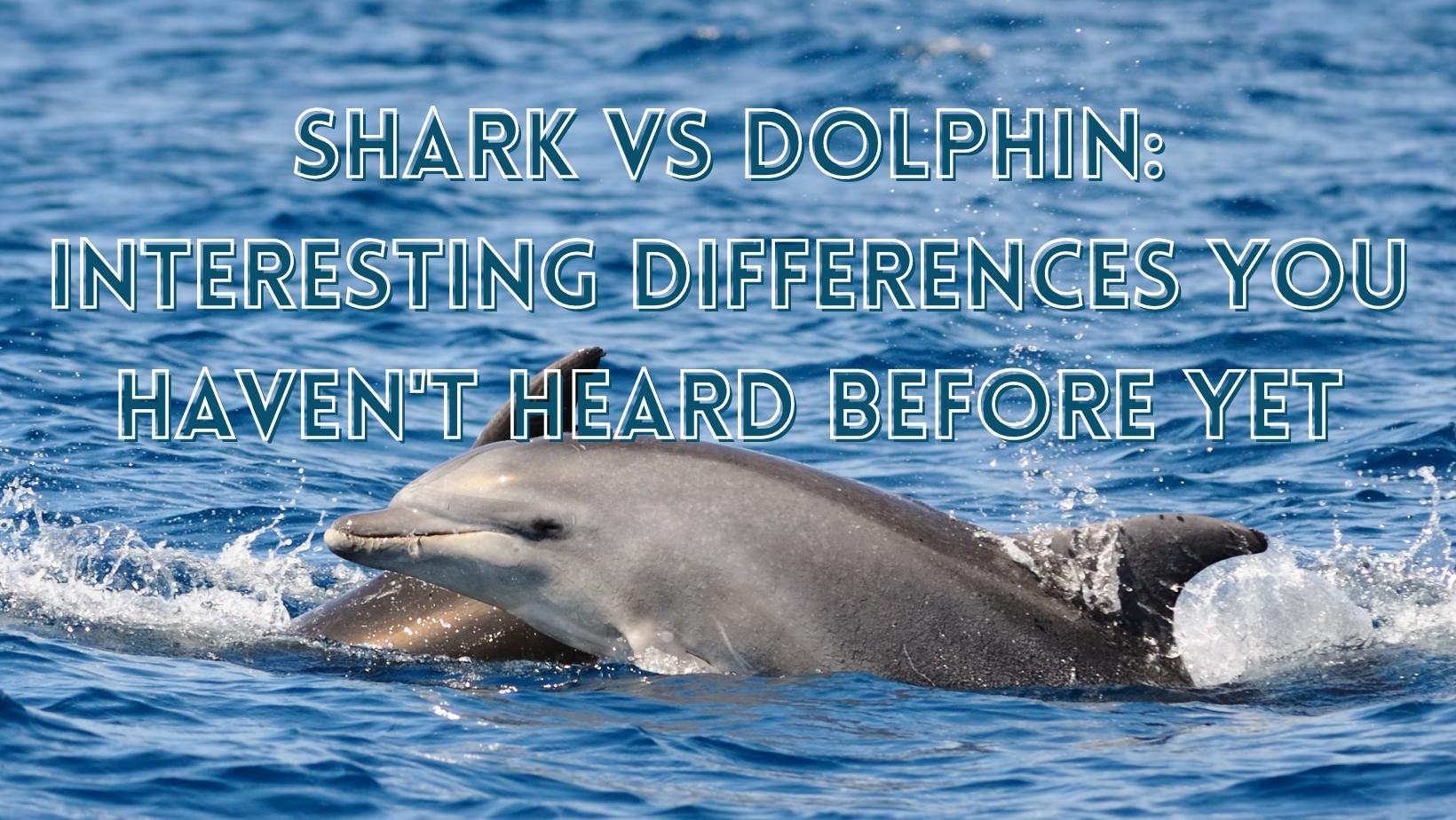sharks vs dolphin
