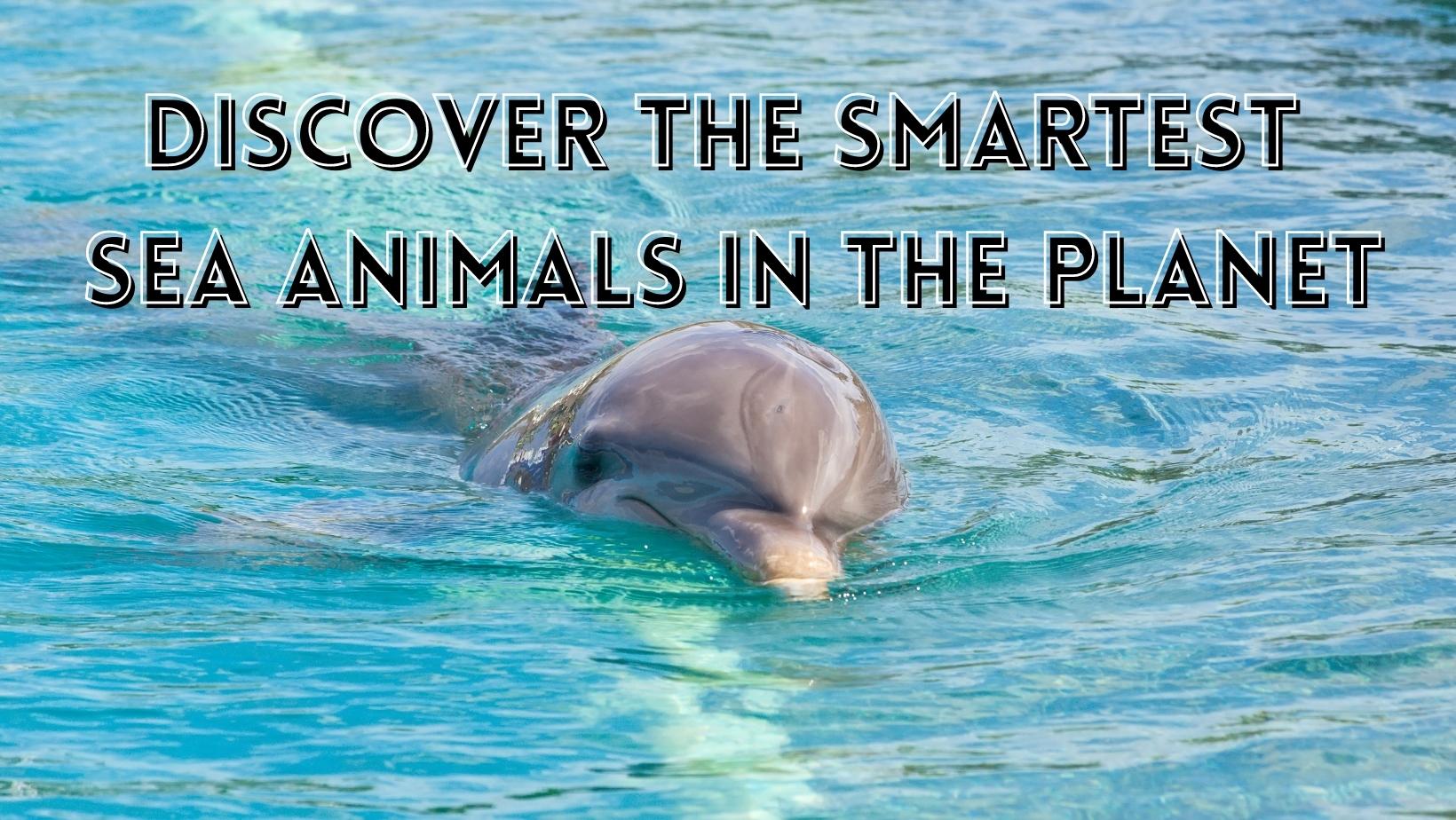 Smartest sea animals