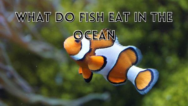 What do fish eat in the ocean
