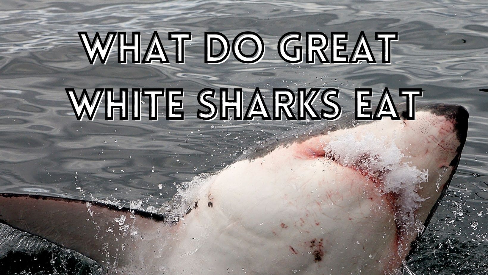 What do great white sharks eat