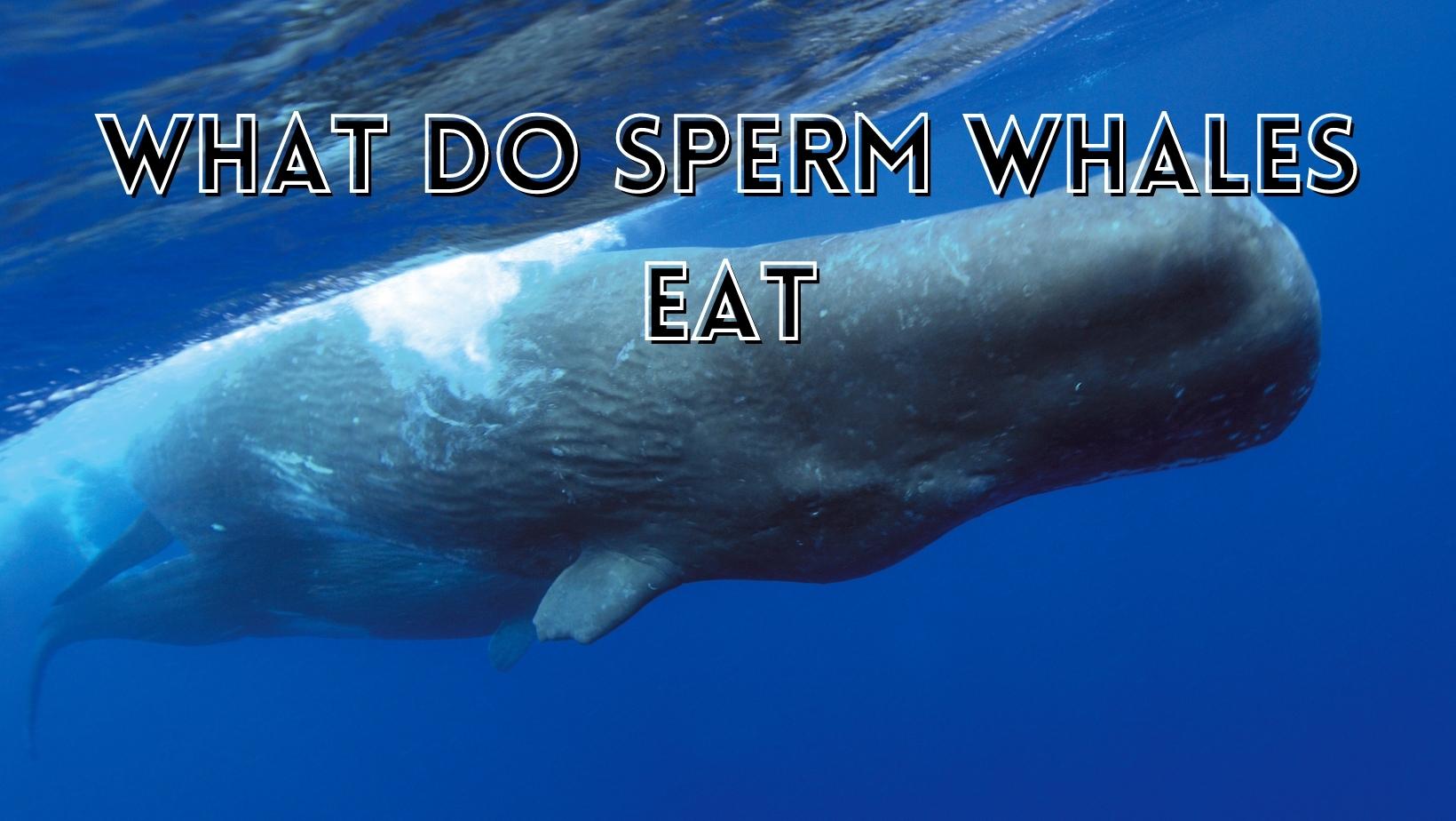Amazing facts about what sperm whales eat