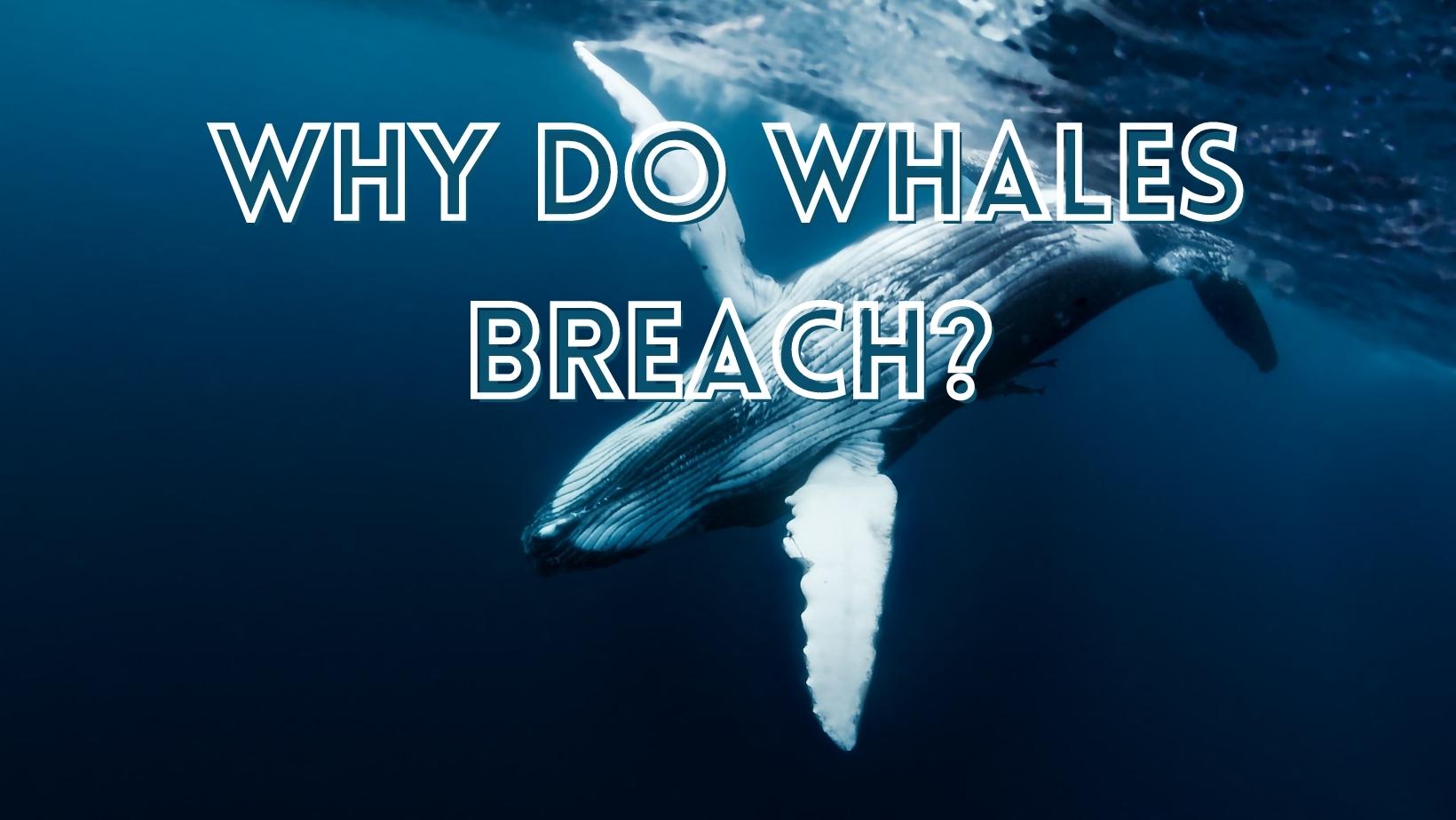 why do whales breach 