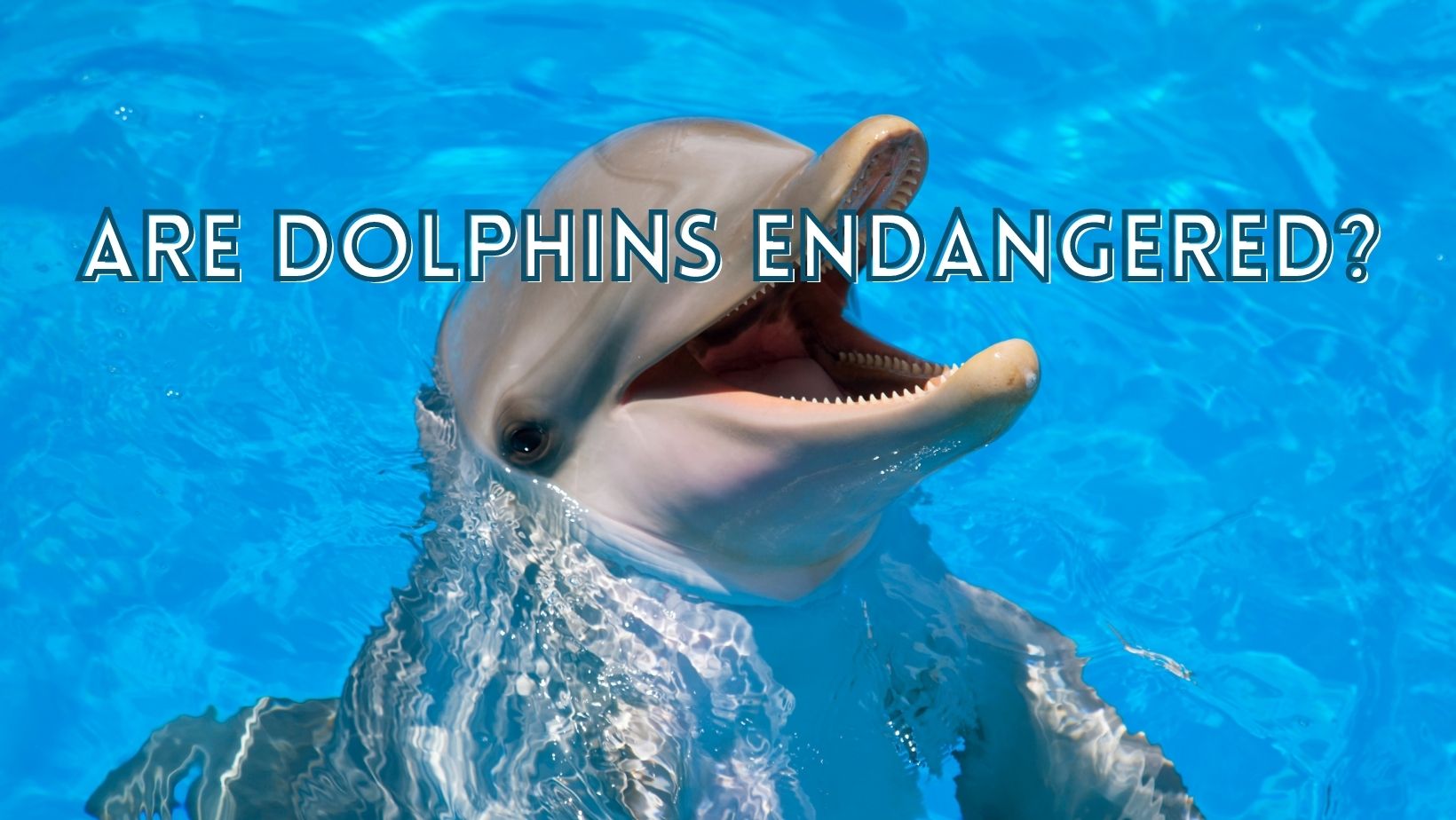 Are dolphins endangered
