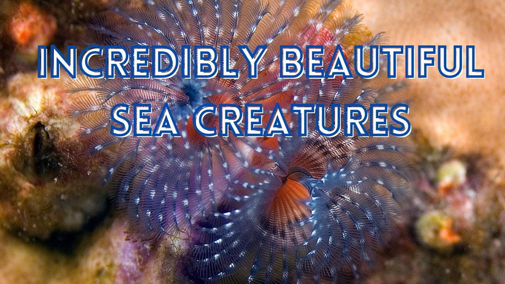 beautiful sea animals