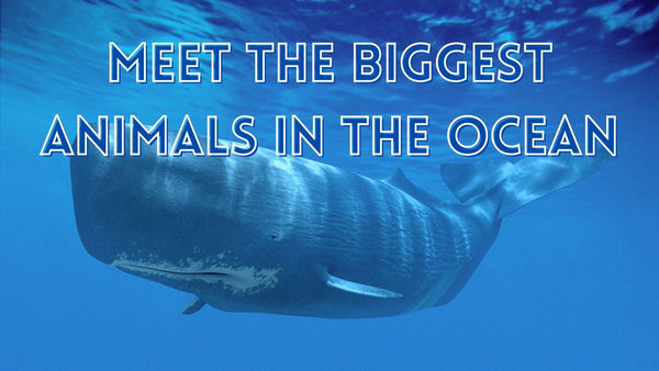 Biggest ocean animals
