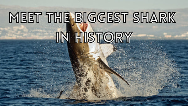 Biggest known shark in history