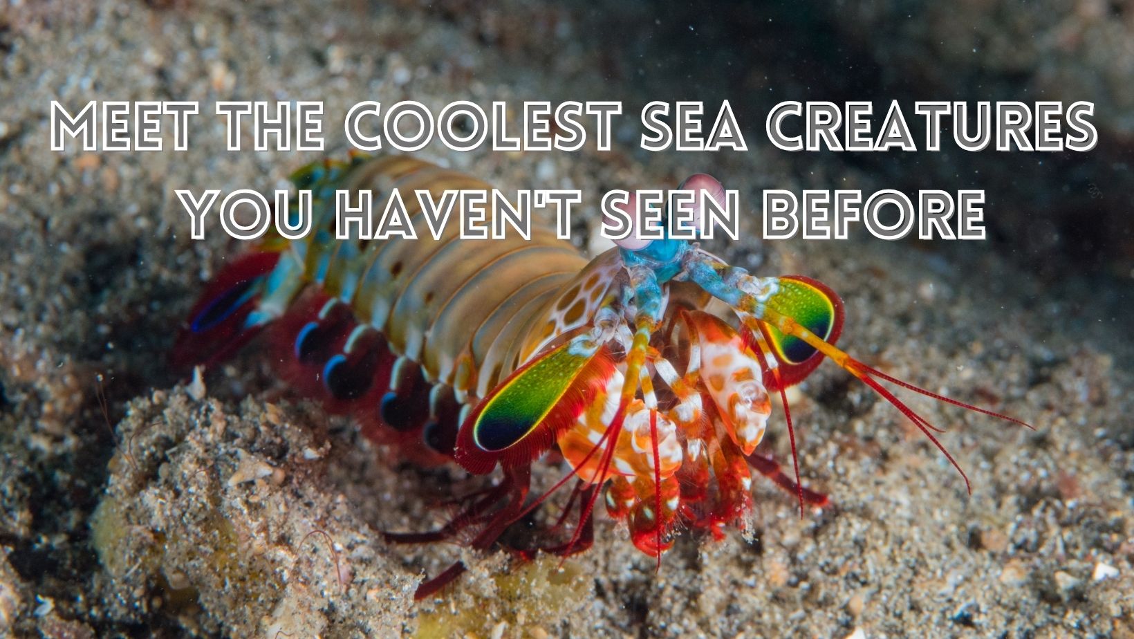 Coolest sea creatures you should see