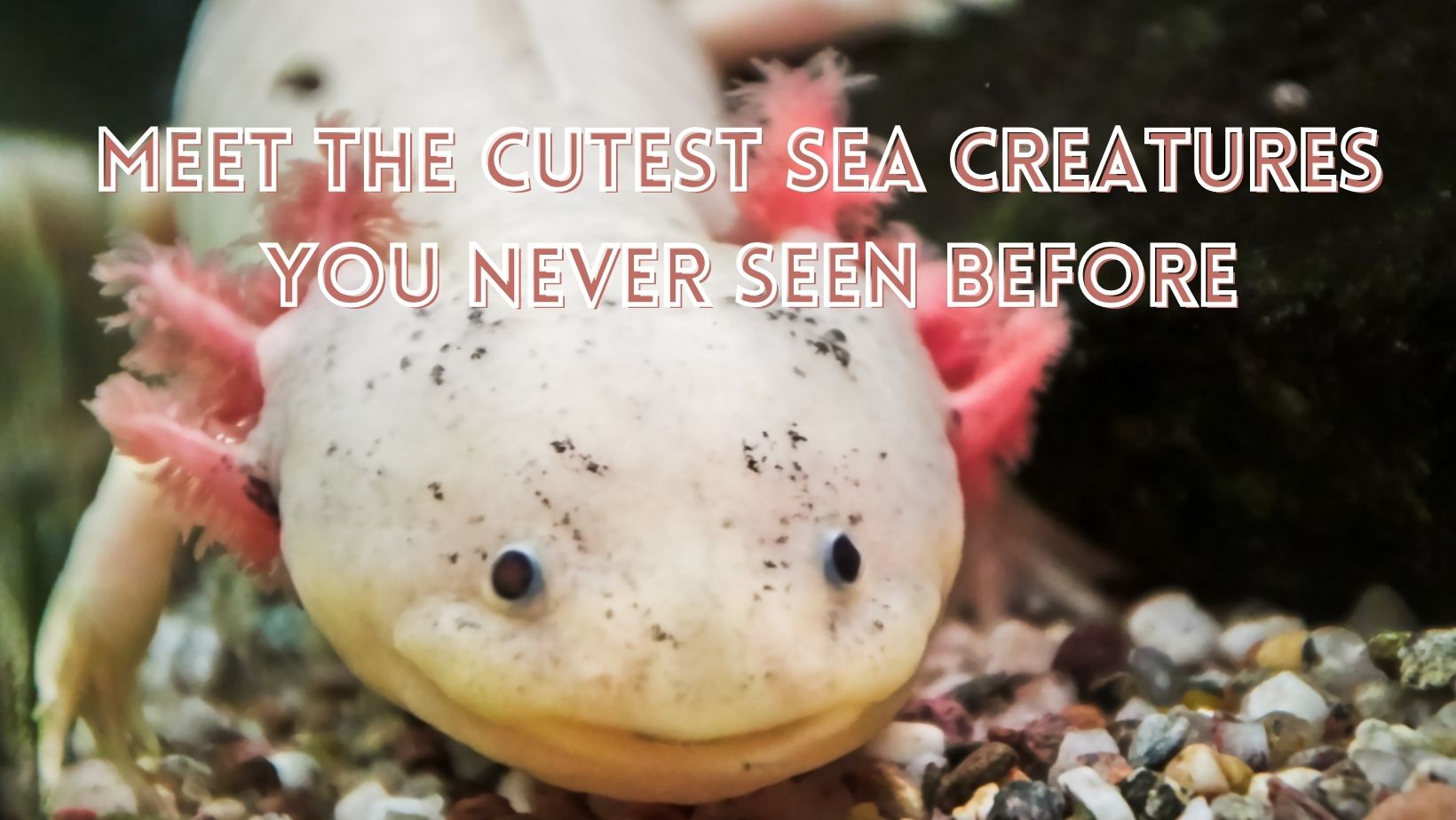 Cutest ocean animals