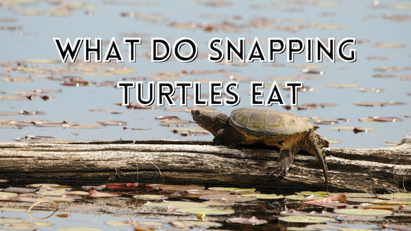 What do snapping turtles eat