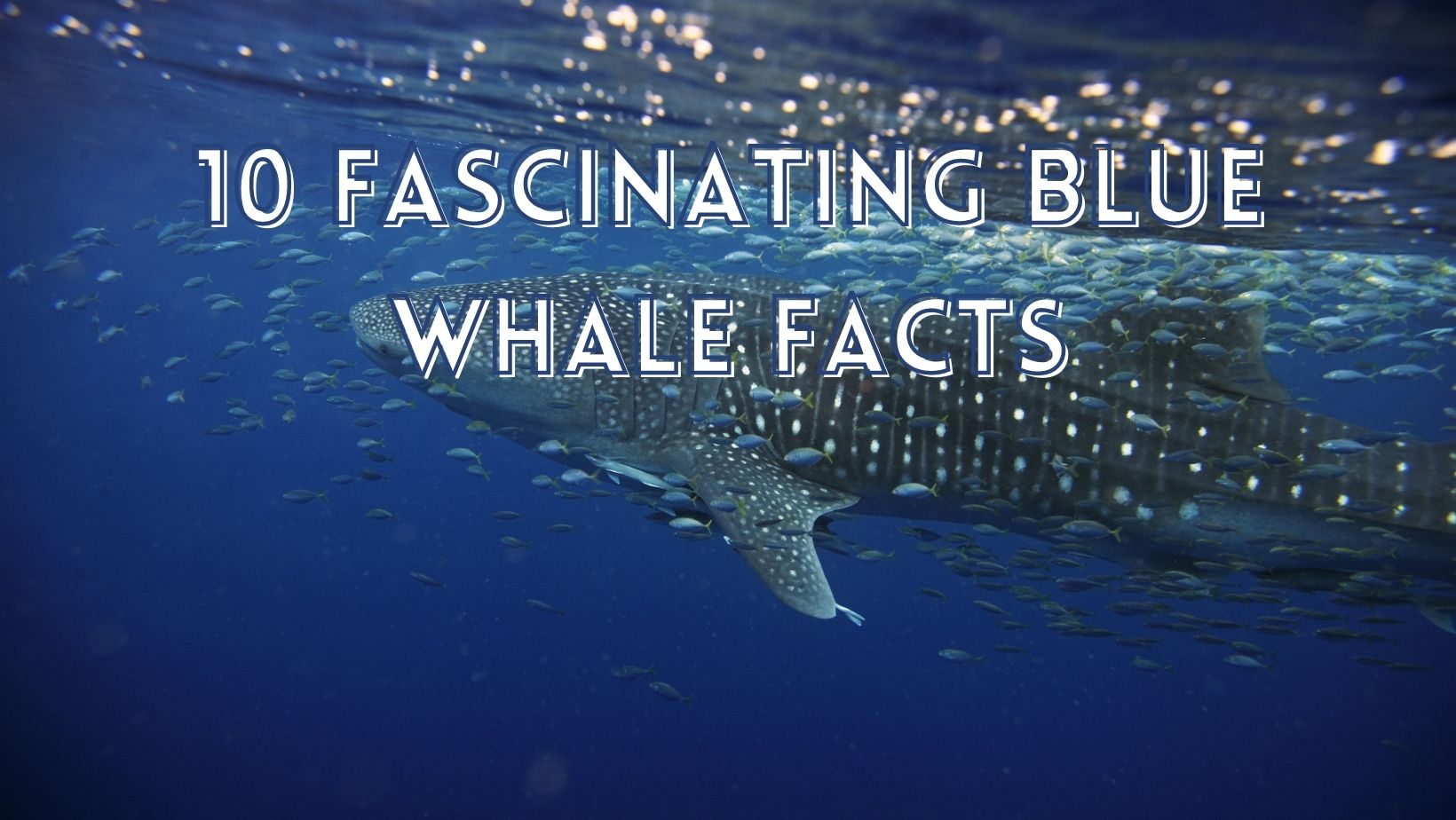 Blue whale facts