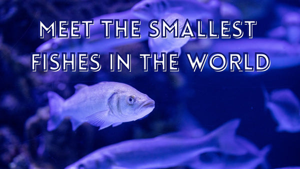 Smallest fishes living in the sea