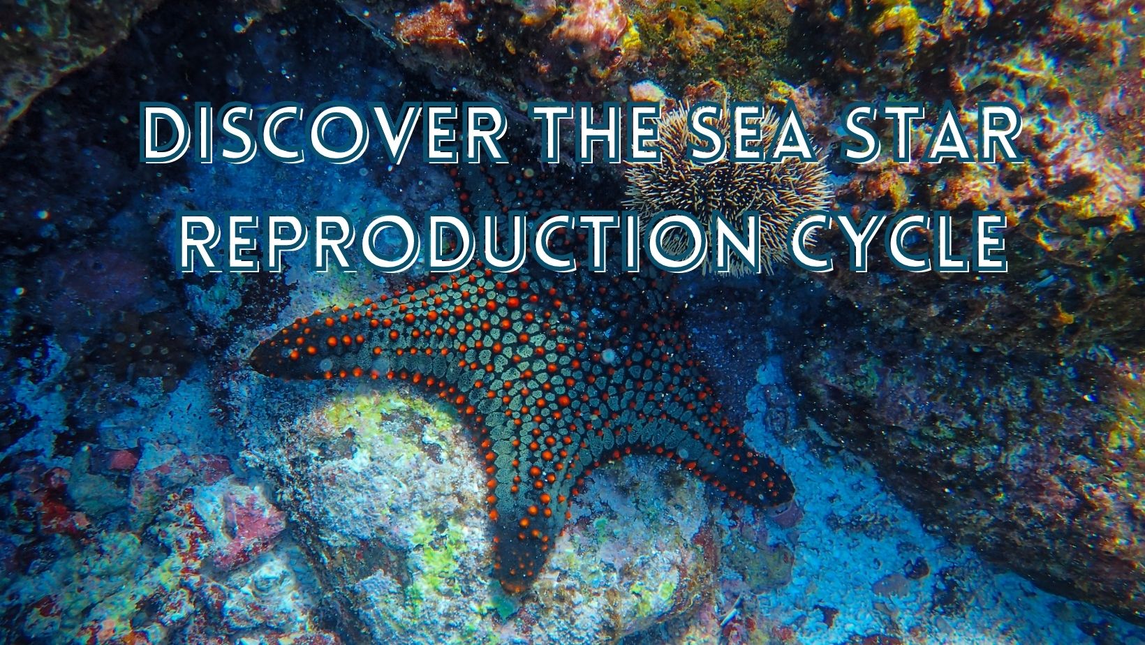 How do sea stars reproduce