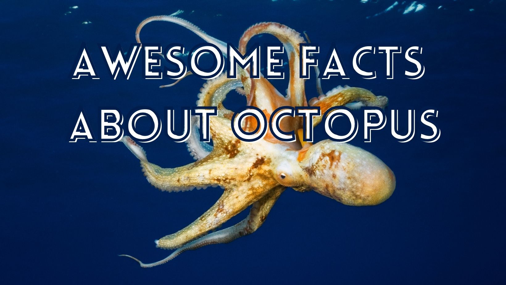 Interesting octopus facts