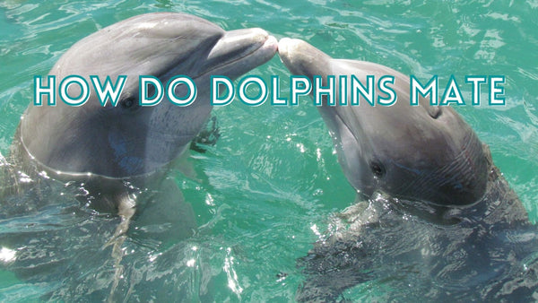 How do Dolphins Mate?