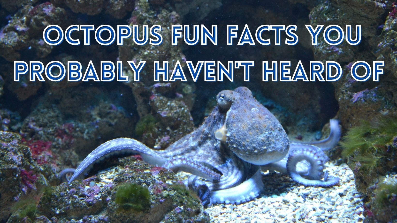 8 Octopus Fun Facts You Probably Haven't Heard Of