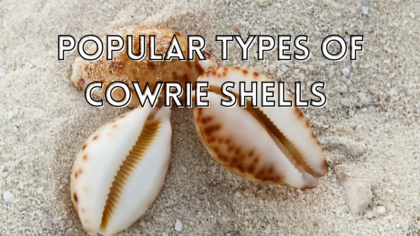 Popular types of cowrie shells
