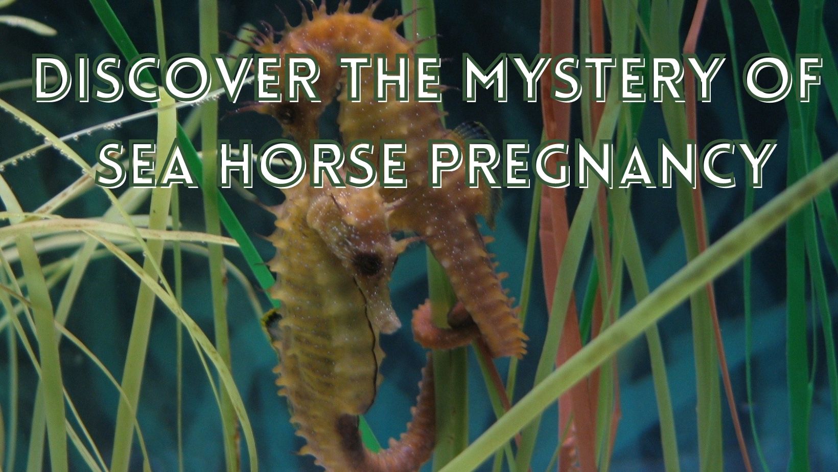 Seahorse pregnancy