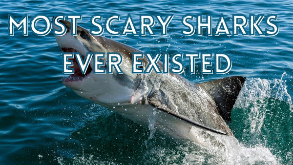 Most scary sharks