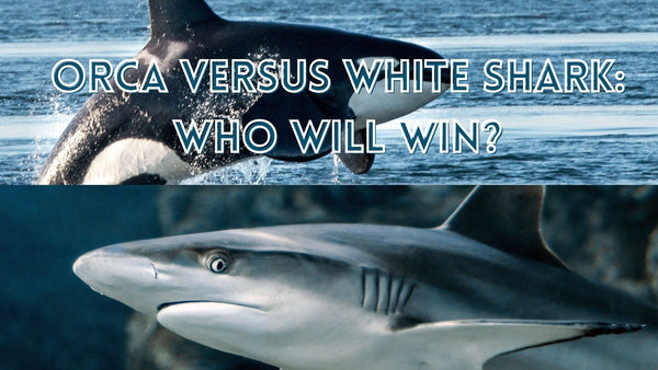 Orca versus great white shark