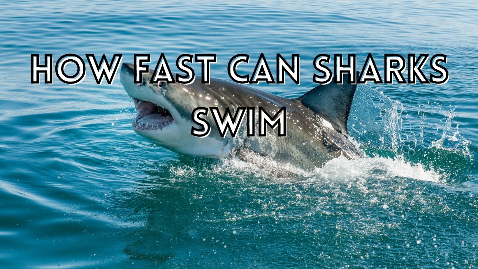 How fast can sharks swim