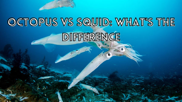 Interesting difference between octopus and squid