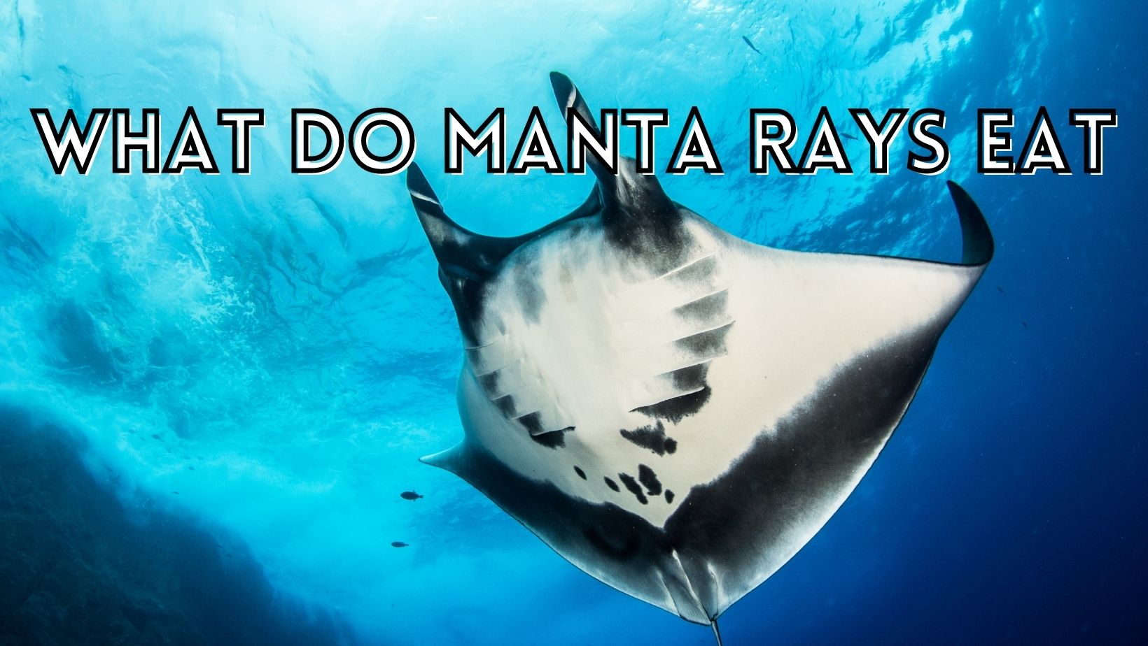 What do manta rays eat