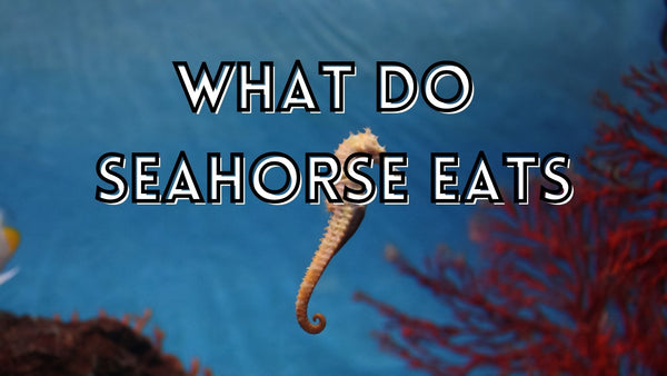 What do seahorse eats