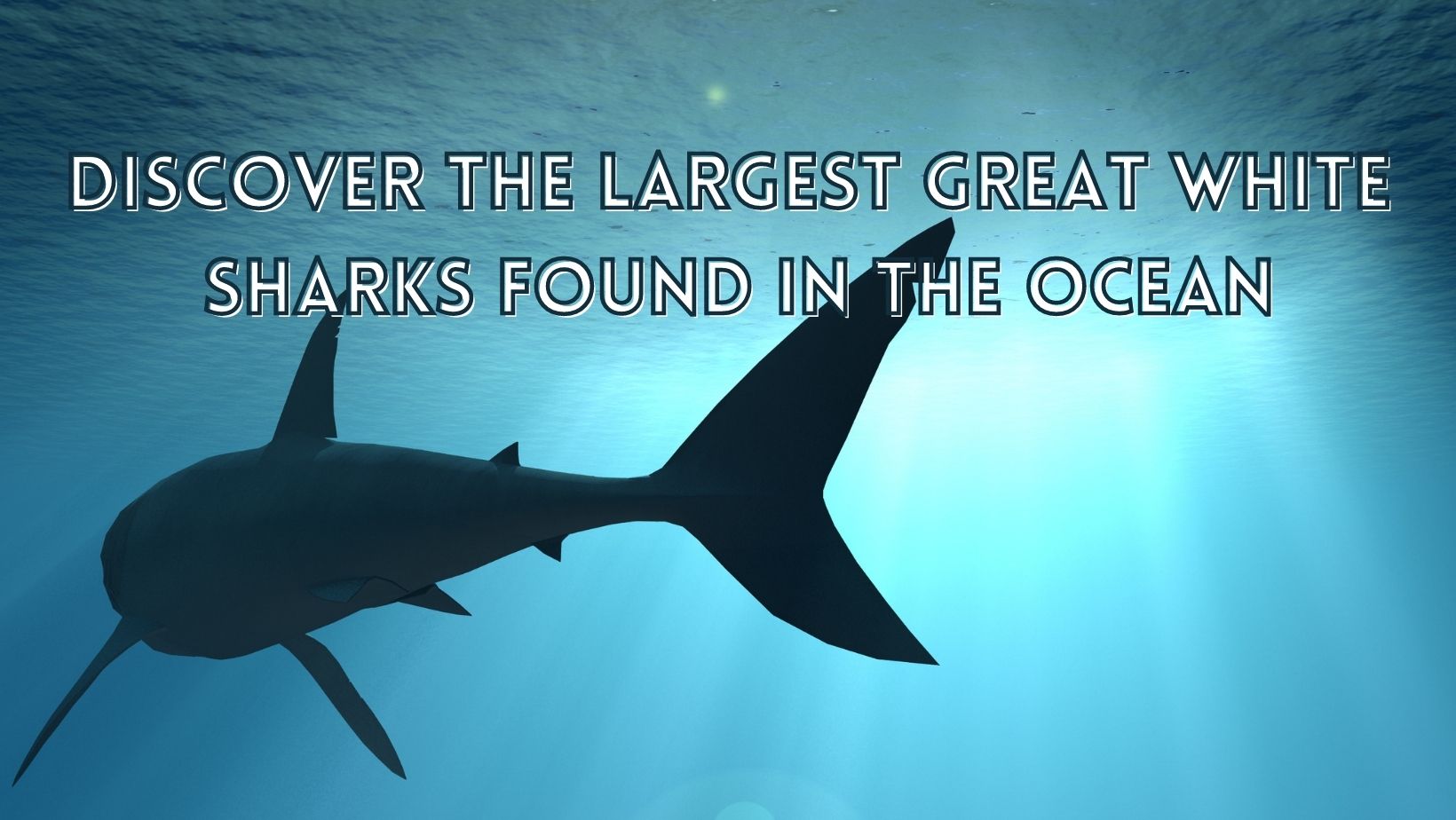 Largest great white sharks
