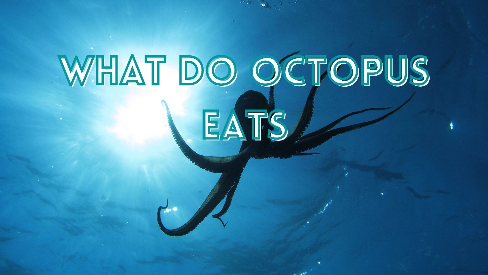 What Do Octopus Eat?