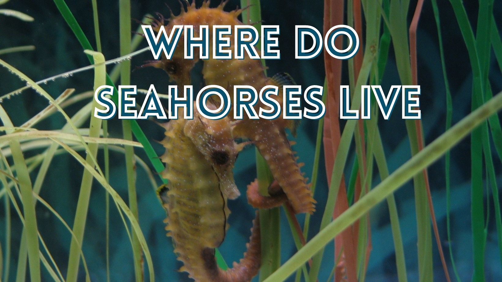 Where do seahorses live