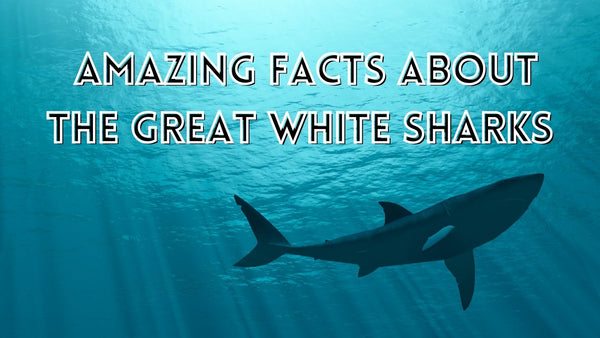 Amazing facts about great white sharks