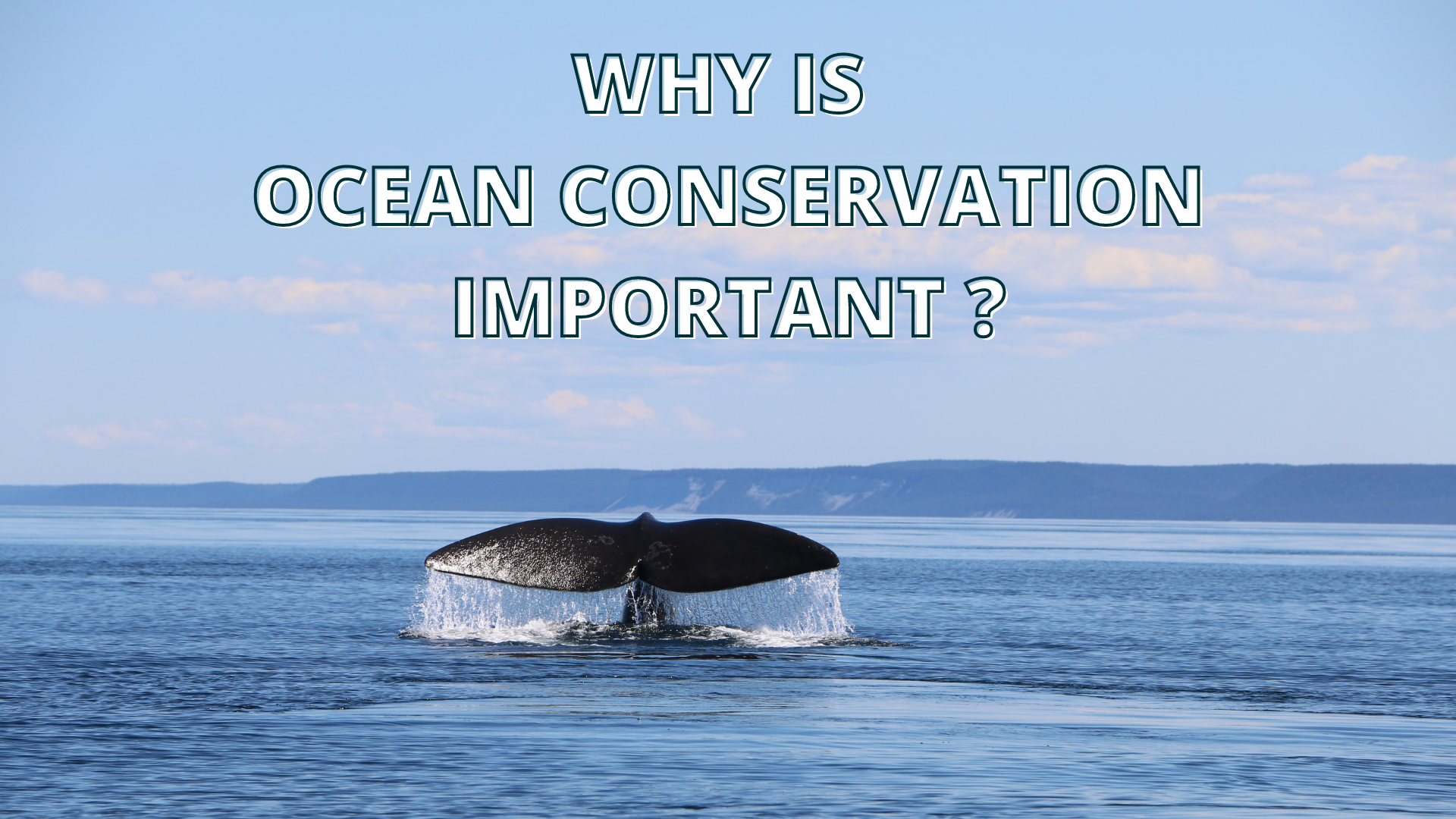 Why is Ocean Conservation Important?