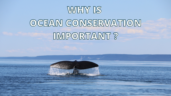 Why is Ocean Conservation Important?