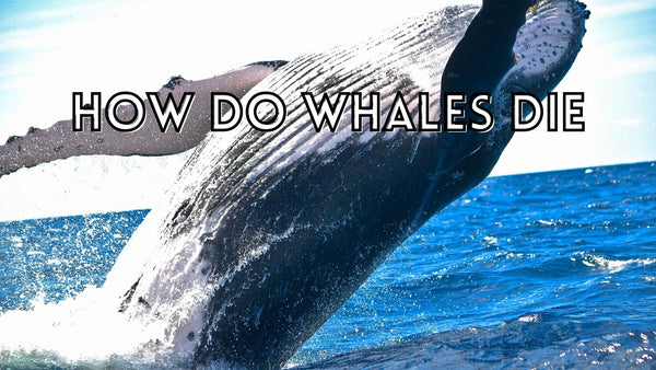 How Do Whales Die? Discover The Common Cause of Death of Whales